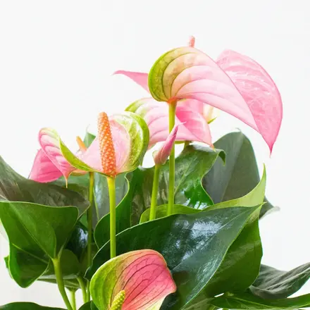 anthurium rosa