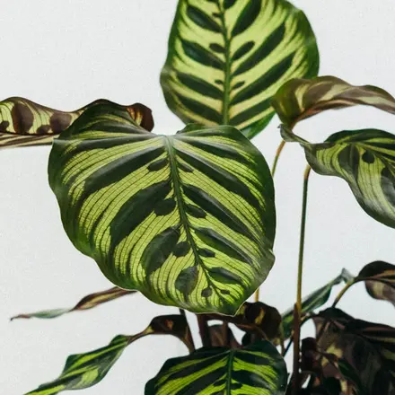 calathea makoyana