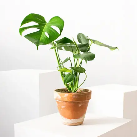 monstera deliciosa