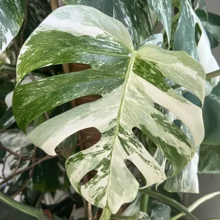 monstera variegata