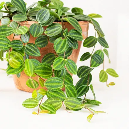 peperomia angulata