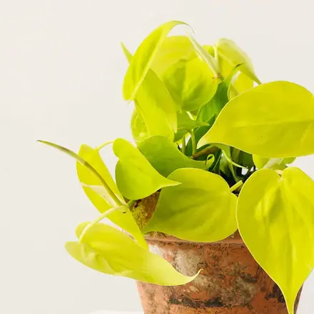 philodendron neon