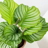 calathea orbifolia