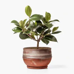 ficus elastica