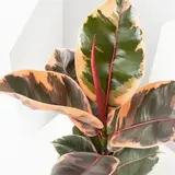 ficus ruby