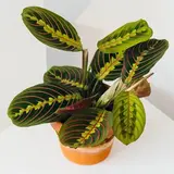 maranta leuconeura