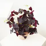 oxalis triangularis