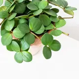 peperomia hope